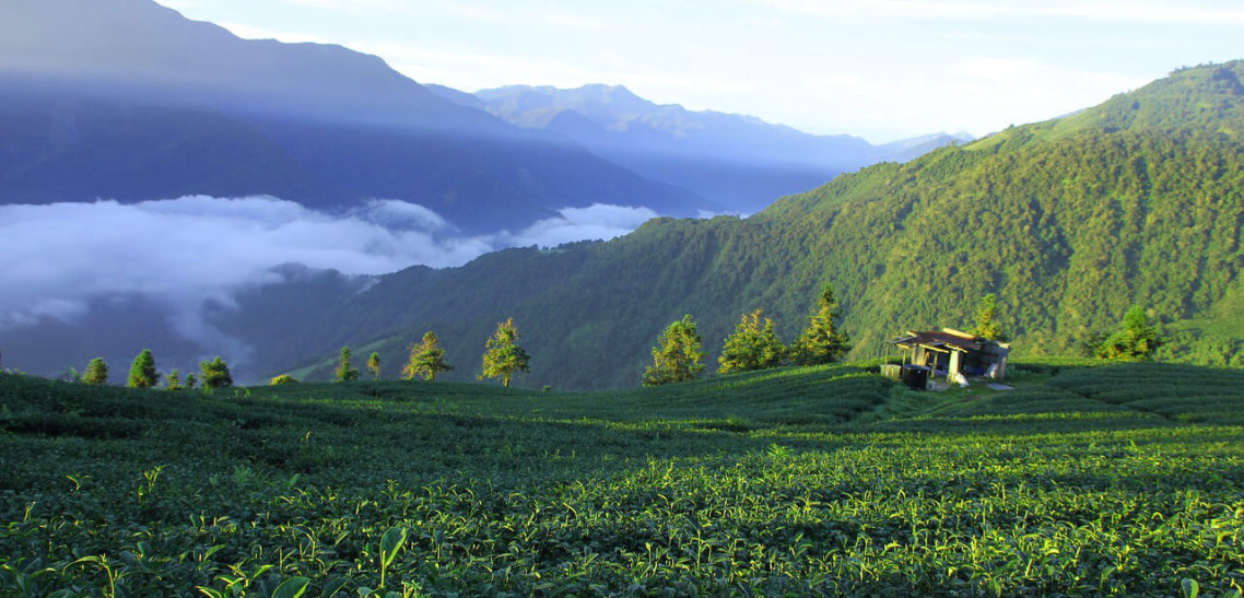 Производство чая на Тайване