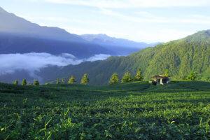 Производство чая на Тайване