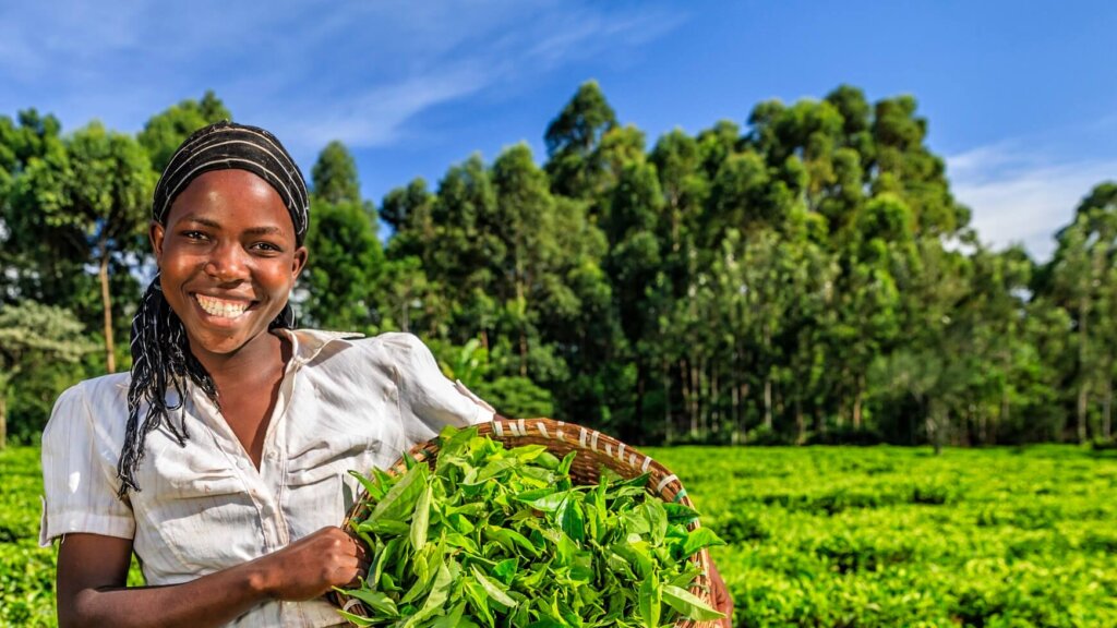 Сборщица чая в Кении