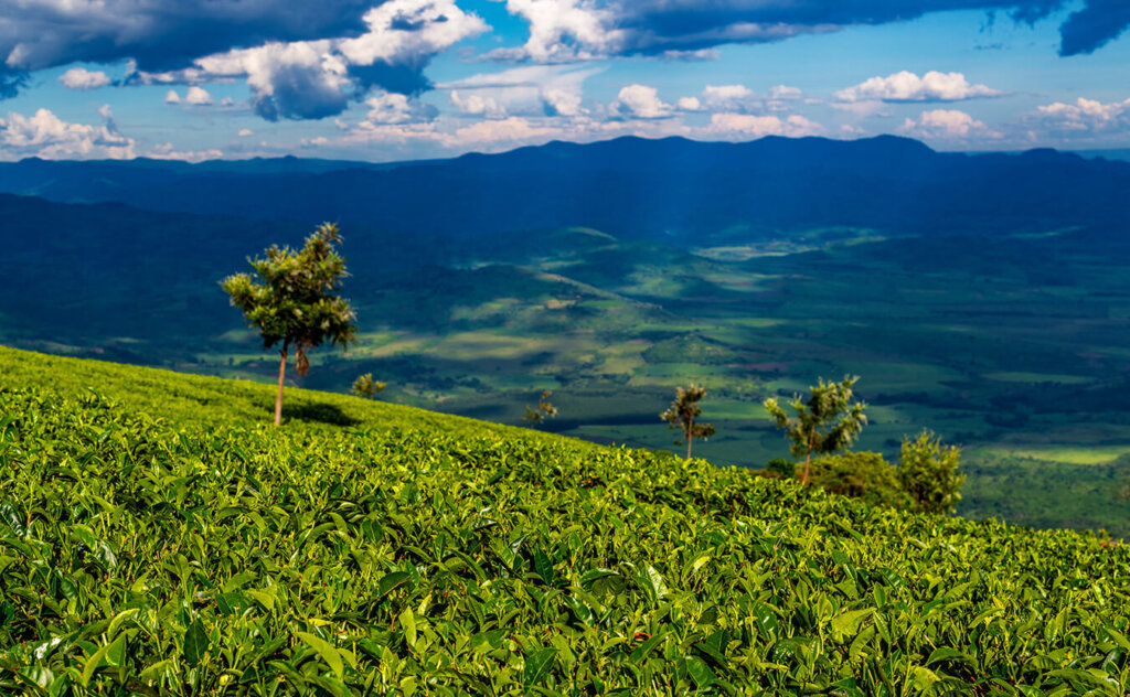 чайная плантация в Кении
