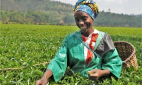 Всемирно известный черный чай из Кении находится под угрозой из-за изменения климата